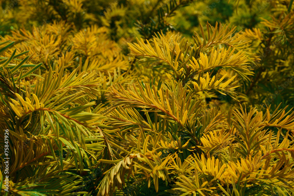 Taxus baccata Aurea Decora - spring color - obrazy, fototapety, plakaty 