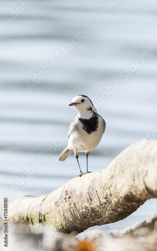 White Wagtail, Motacilla alba