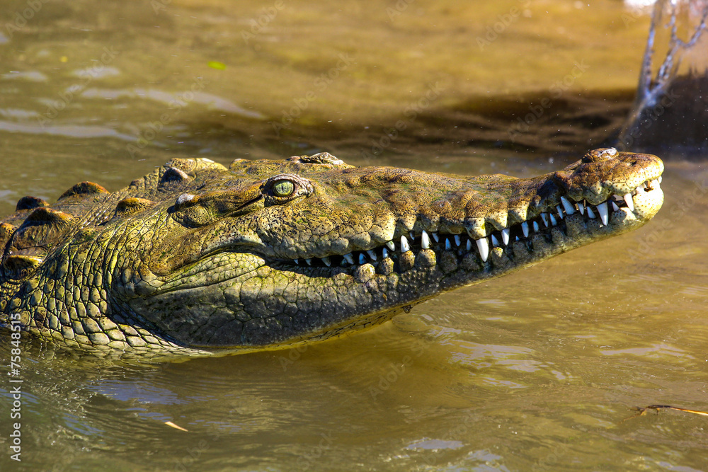 Fototapeta premium Crocodile head