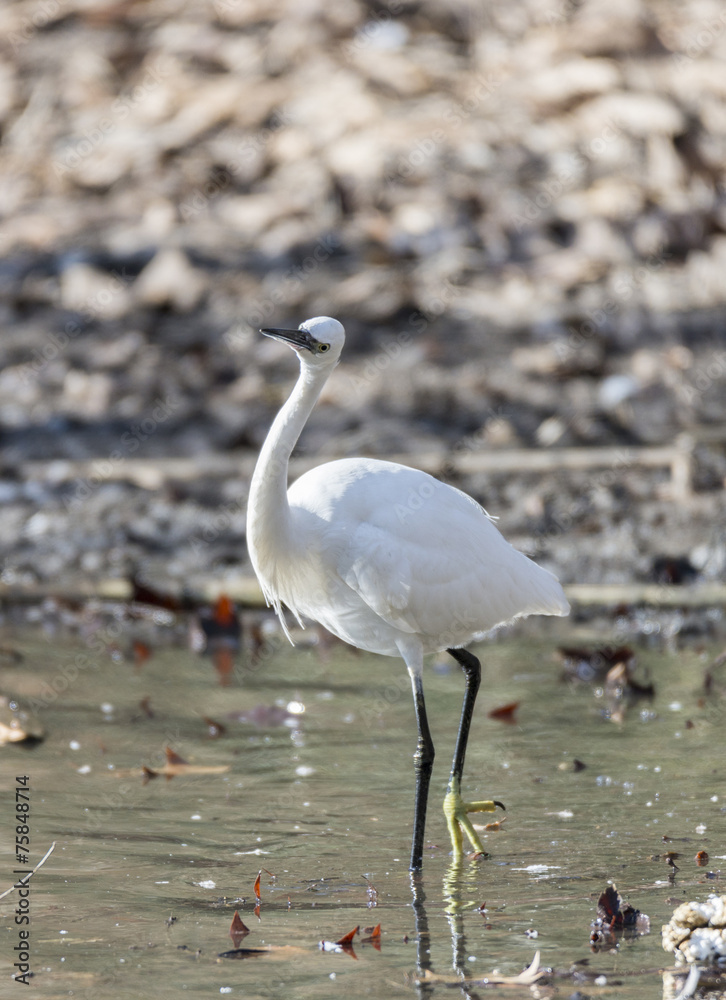 Obraz premium Common Egret, Egretta garzetta