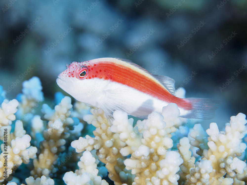 Obraz premium Coral fish Blackside hawkfish