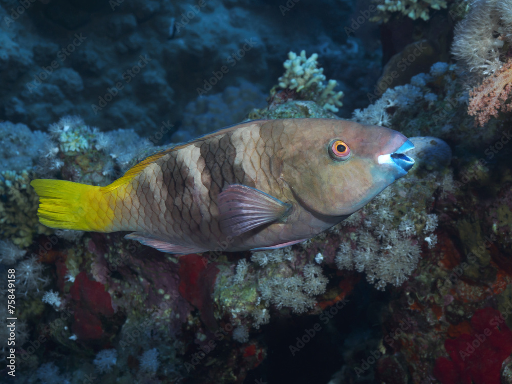 Coral fish Rusty parrotfish Coral fish Rusty parrotfish