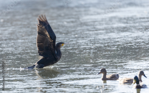 Cormorant, Phalacrocarax