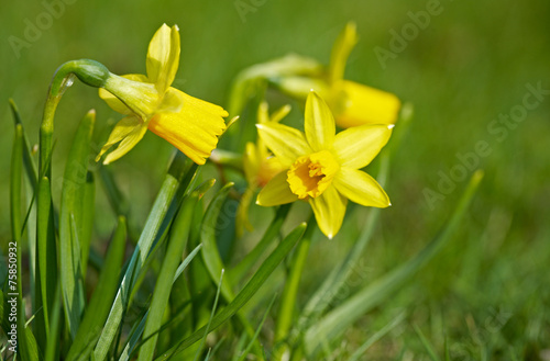 Fototapeta Naklejka Na Ścianę i Meble -  Jonquils