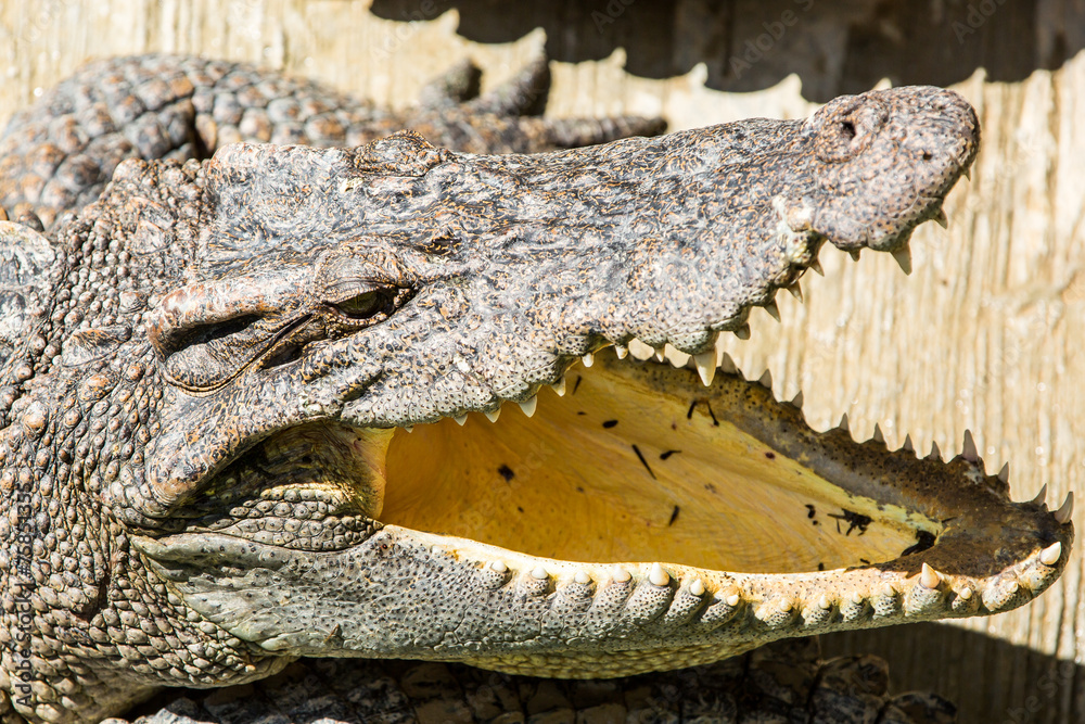 Fototapeta premium Dangerous crocodile open mouth in farm in Phuket