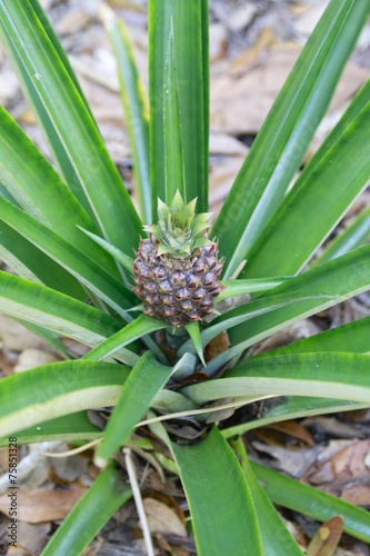 Wallpaper Mural Pineapple Plant - Torontodigital.ca