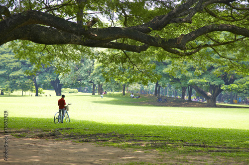 bicycle and tree in park