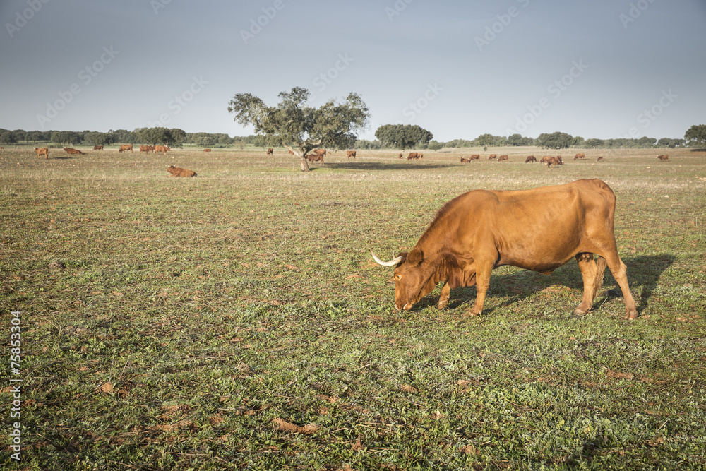 brown cows grazing in the countryside brown cows grazing in the countryside