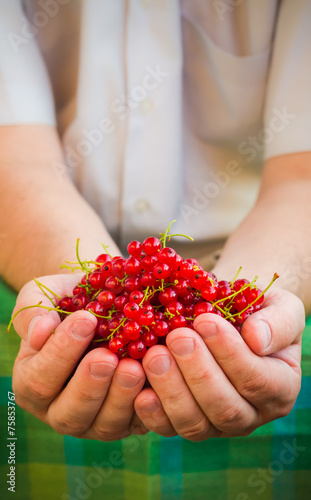 Male hands holding red currant fruit fresh air © Yotka
