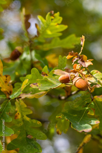 Acorn closeup with leaves- Trebon,Czech Republic