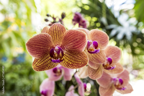 Fototapeta Naklejka Na Ścianę i Meble -  Orchid ( Phalaenopsis ) in the garden