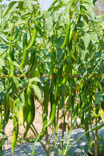 Green chili in the farm