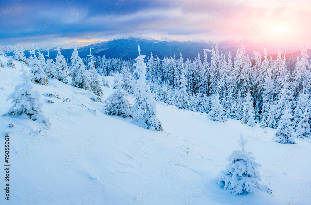 sunny winter landscape