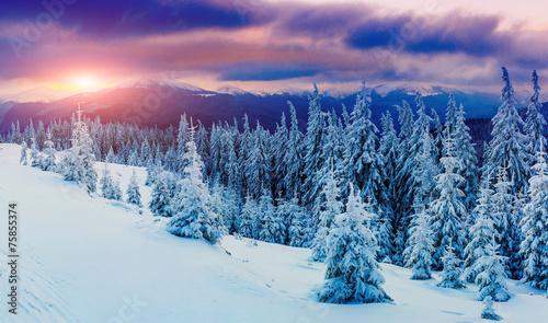 sunny winter landscape