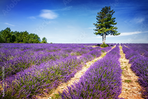 LAVENDER IN SOUTH OF FRANCE