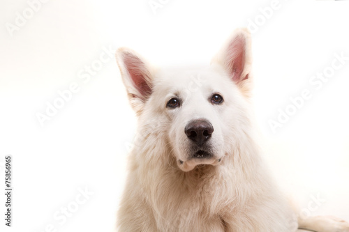 Swiss White Shepherd