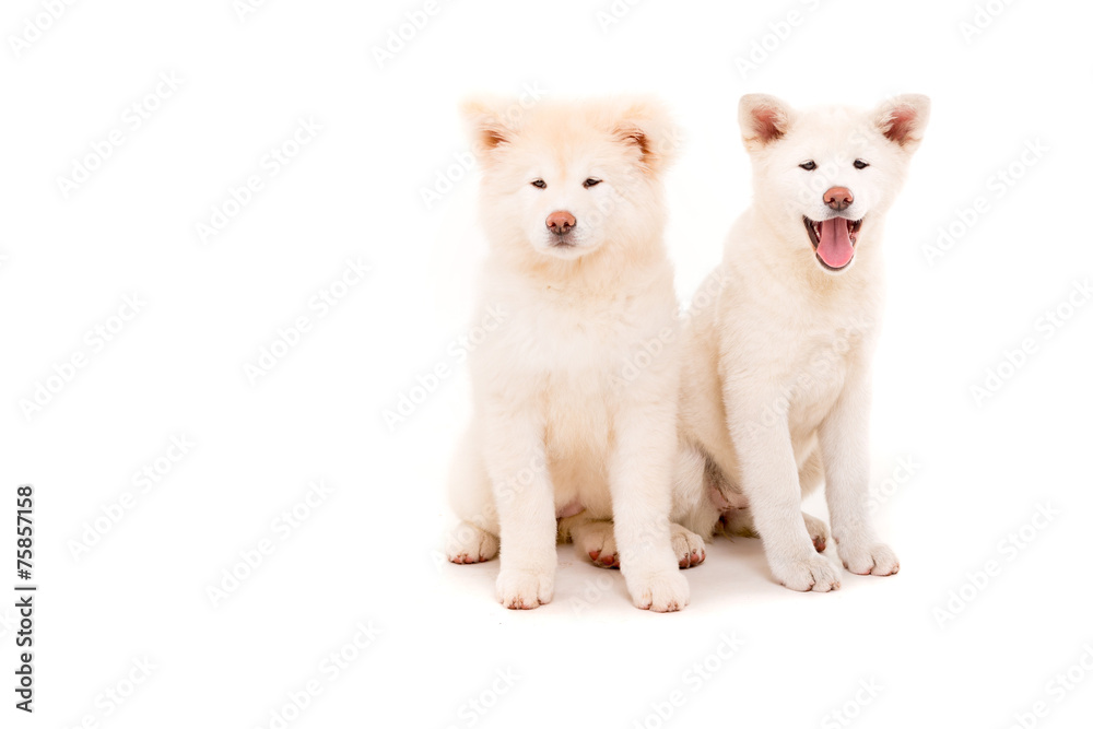 Akita Inu Akita Inu