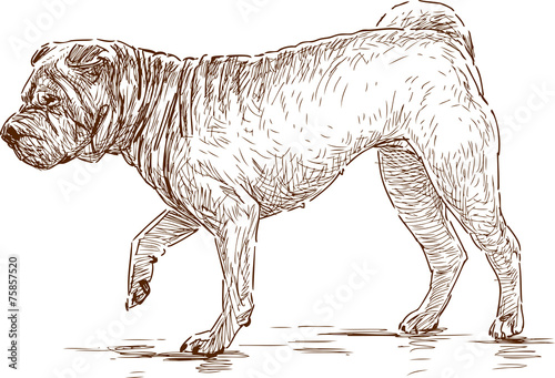 dog on a walk