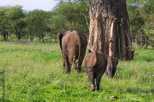 Fesses d'éléphants photo