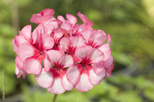 pink flowers