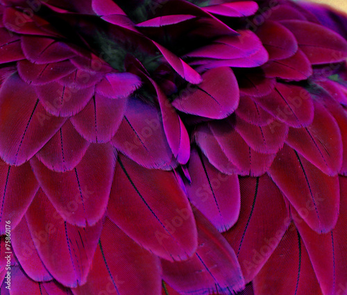 Fotografia, Obraz Pink and Purple Feathers