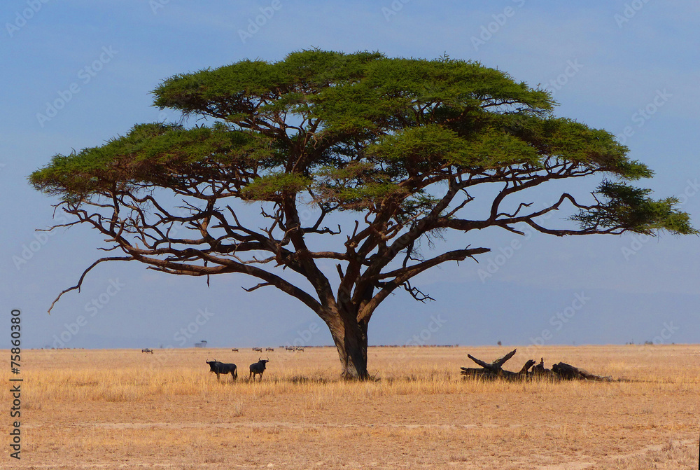 Fototapeta premium Gnus in Afrika