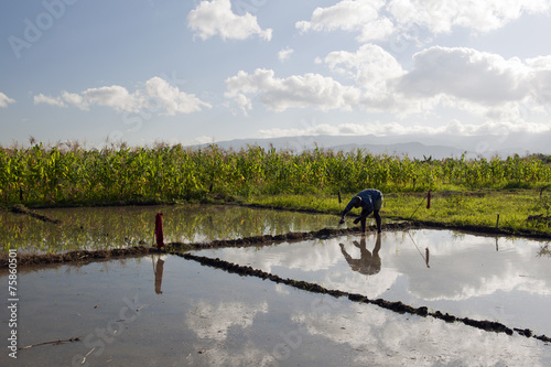 Reisanbau, Deschapelles, Haiti