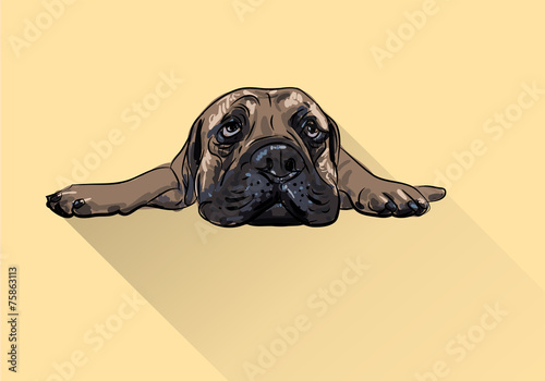 Drawing of  lying bullmastiff