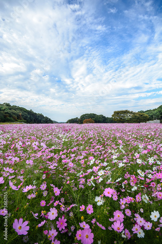 長崎県佐世保市展海峰のコスモス