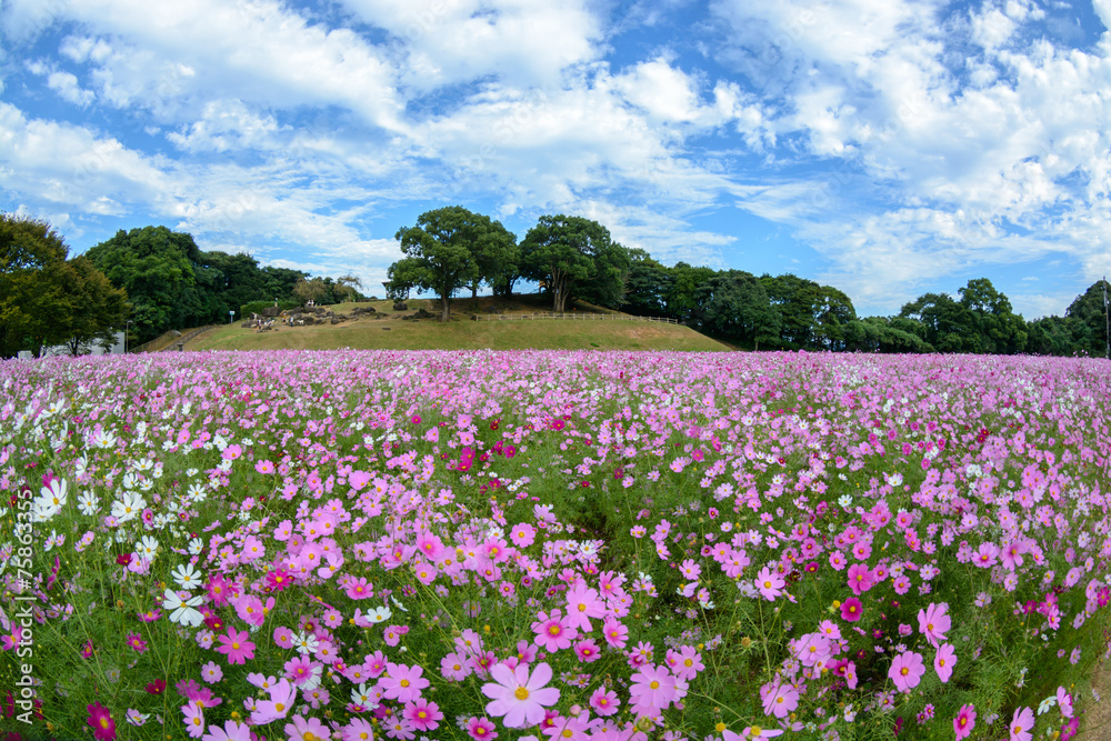 長崎県佐世保市展海峰のコスモス