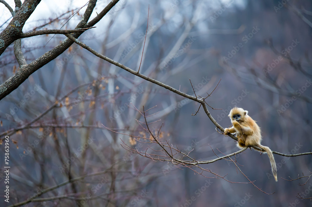 Obraz premium One BAby Golden Monkey sit at the endge of tree
