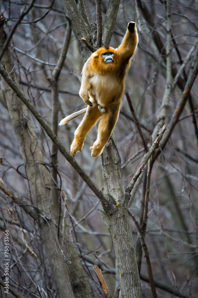 Obraz premium One super monkey