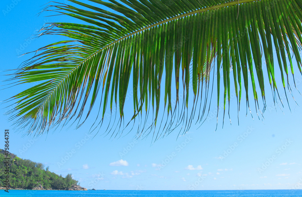 Fototapeta premium Sea Leaves Trees