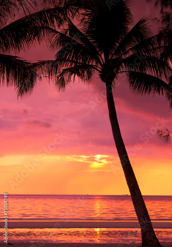 Tree Silhouettes Fiery Backdrop