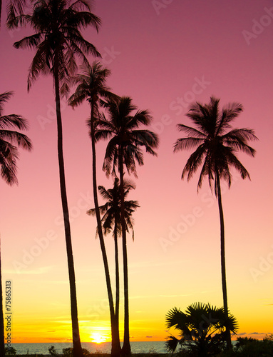 Palm Paradise Night is Coming © alma_sacra