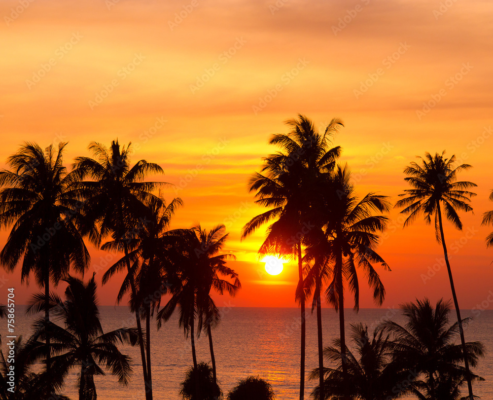 Coconut Horizon Tree Silhouettes