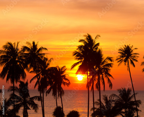 Coconut Horizon Tree Silhouettes