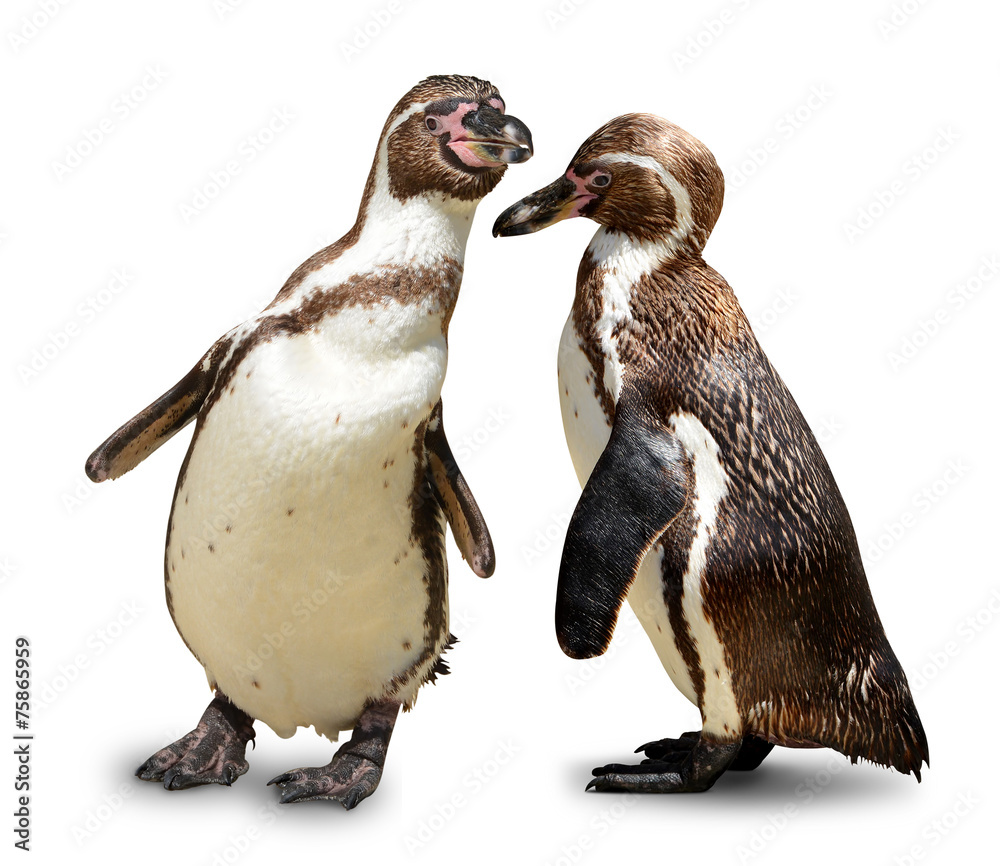 Fototapeta premium Penguins isolated on white background