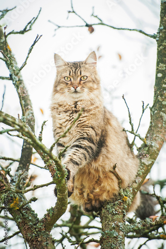 Tabby cat sitting on the tree