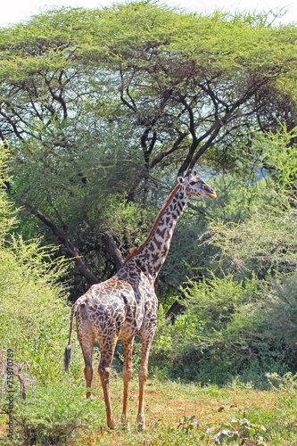 Giraffe in Lake Manyara National Park  Tanzania