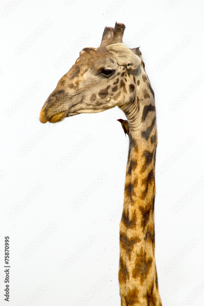 Naklejka premium A tall Giraffe on white background