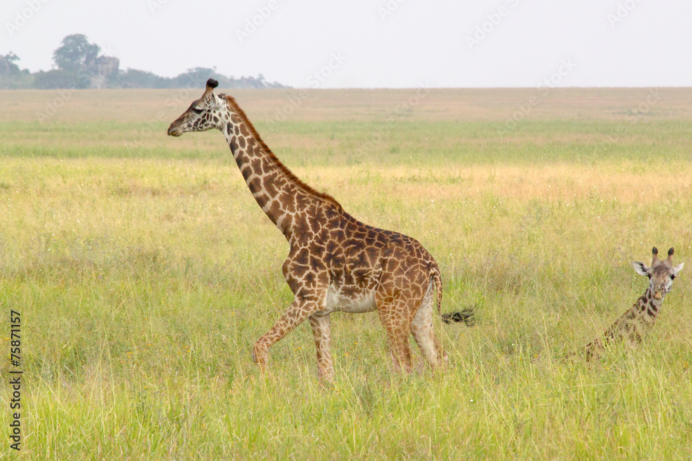 Baby giraffe near the mother