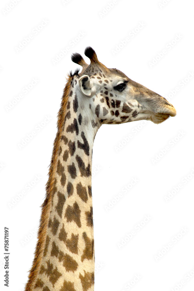 Naklejka premium A tall Giraffe on white background