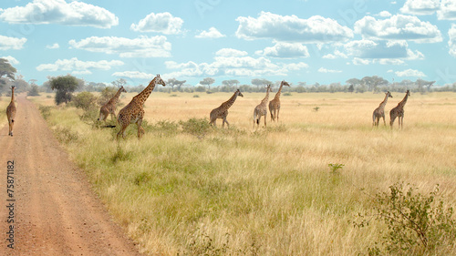 Fototapeta Naklejka Na Ścianę i Meble -  Herd of giraffes along the road
