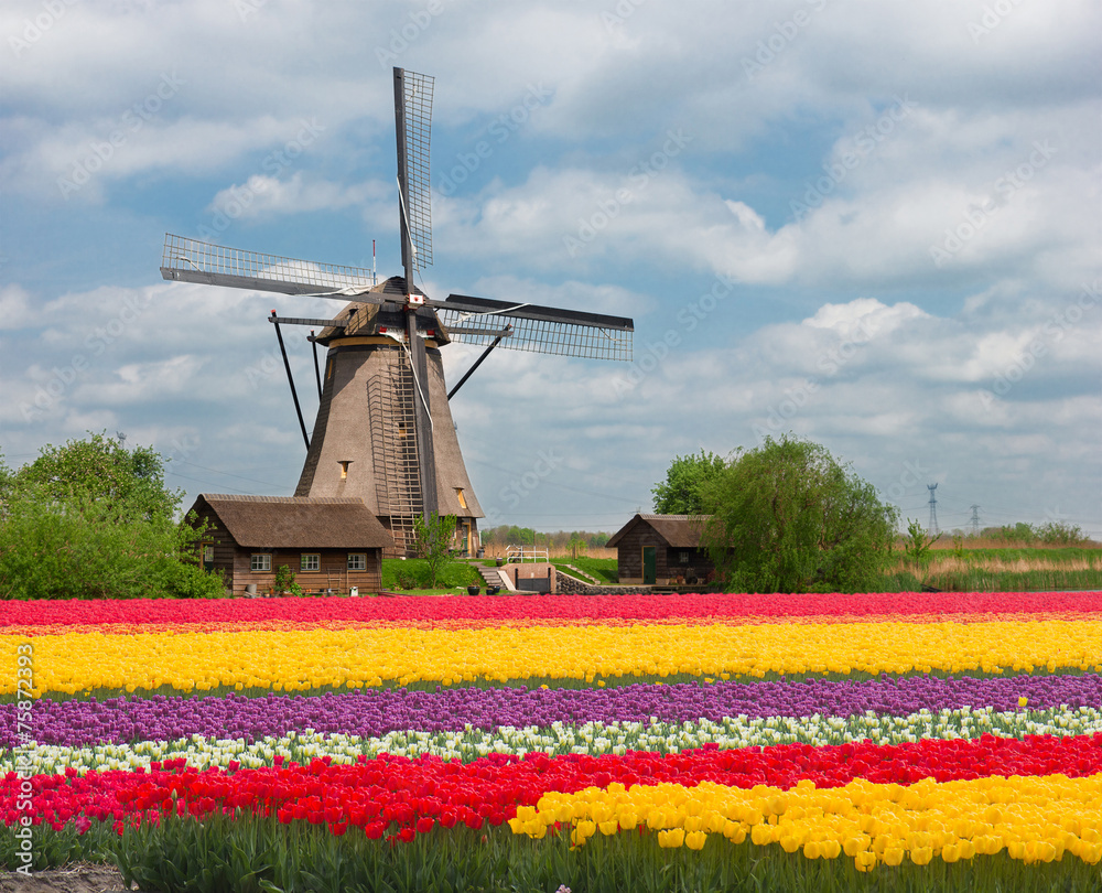 one dutch windmill over  tulips