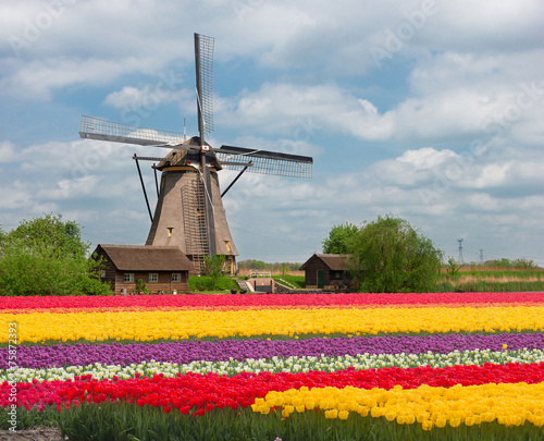 one dutch windmill over  tulips