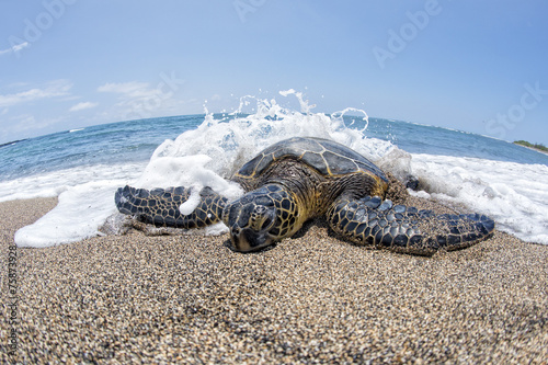 Принти на полотні Green Turtle on sandy beach in Hawaii