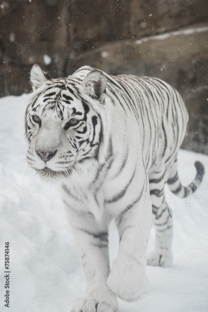 Fototapeta premium white Tiger
