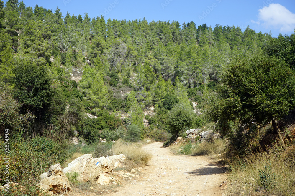 Fototapeta premium Dirt road
