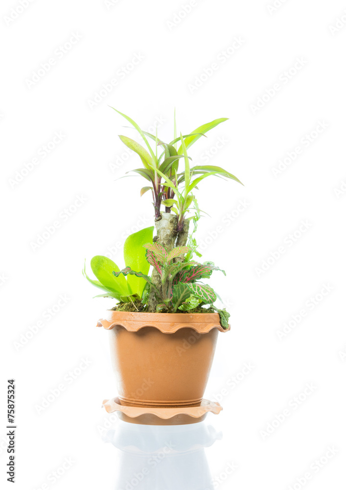 Small tree in pot isolated
